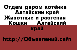 Отдам даром котёнка - Алтайский край Животные и растения » Кошки   . Алтайский край